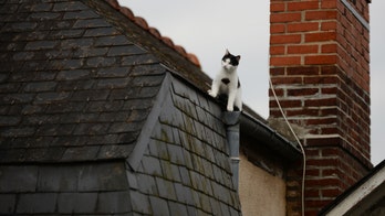 Man walking his dog knocked unconscious by falling cat