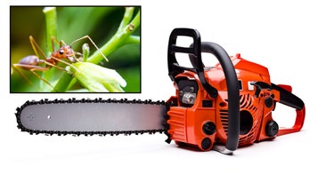 North Carolina county warns of chainsaw accidents, fire ants in wake of Isaias