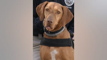 TSA names winner of 2020 Cutest Canine Contest