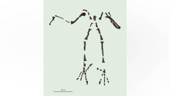 Massive, prehistoric owl with 'hunting feet' discovered