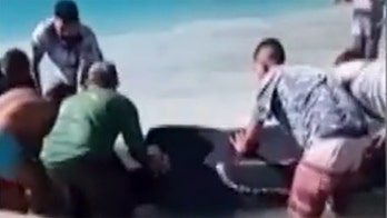 Brazil beachgoers rescue stranded humpback whale calf