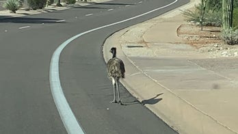 Arizona police lasso escaped emu with help of residents, search for owner