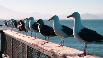 Seagulls swarm beachgoer who dared to snack in the sand, video goes viral