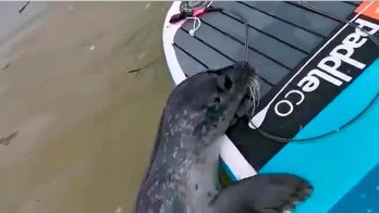 Seal named ‘Gavin’ interrupts family’s paddleboarding session, hitches a ride