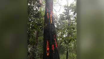 Lightning strike in South Carolina leaves tree with burning 'claw marks'