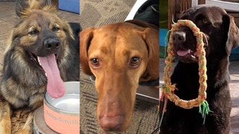 TSA holding cute dog contest for explosives-detection canines