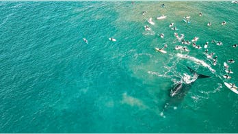 Whales surprise Australian surfers in striking drone footage