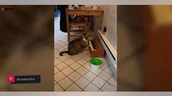 Tabby cat plays piano to tell owners he's hungry