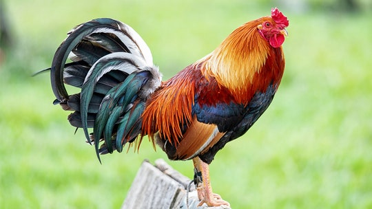 Italian man gets fined over rooster’s constant early-morning crowing