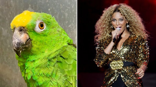 Singing parrot shocks wildlife park guests, Facebook users with Beyoncé rendition