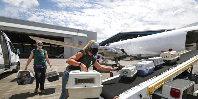 Houston SPCA staff members Linnea Wood, foreground, and Calista Stover carry pets from the Galveston Island Humane Society, onto a Wings of Rescue plane headed to Dallas/Fort Worth Tuesday, Aug. 25, 2020, in Houston, as Hurricane Laura threatens the Texas coast. (Steve Gonzales/Houston Chronicle via AP)