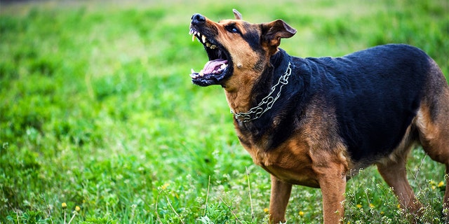 Rich homeowners in Los Angeles are buying expensive guard dogs to deter criminals.