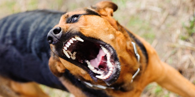 Adults are less likely than children to be bitten by a dog.
