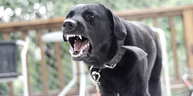 angry fierce dog barking