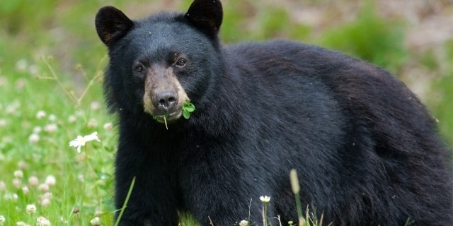 It was the highest total number of bears taken in New York since 2003, according to DEC records.