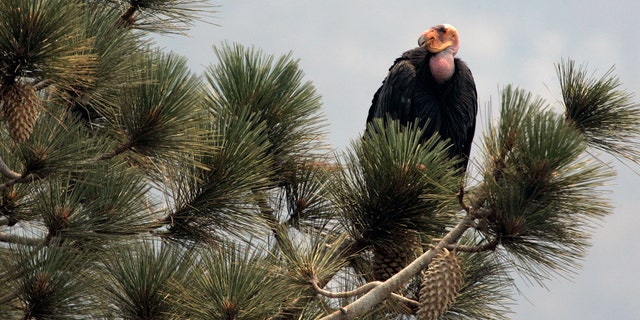 July 10, 2008: A California condor is perched atop a pine tree in the Los Padres National Forest, east of Big Sur, Calif. A California wildfire that began Wednesday, Aug. 19, 2020, has destroyed a sanctuary for the endangered California condor in the Los Padres National Forest.