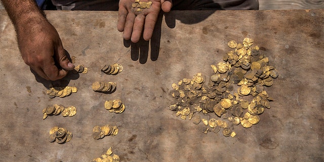 Israeli archaeologist Shahar Krispin counts gold coins buried in a pottery vessel that was discovered at an archeological site in central Israel, Tuesday, Aug 18, 2020. Israeli archaeologists have announced the discovery of a trove of early Islamic gold coins during recent salvage excavations near the central city of Yavn Tel Aviv. The collection of 425 complete gold coins, most dating to the Abbasid period around 1,100 years ago, is a "extremely rare" find. (AP Photo/Sipa Press, Heidi Levine, Pool)