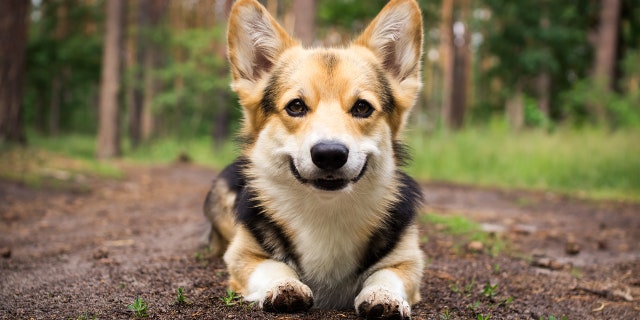 Petco will instead promote positive reinforcement training methods, which reward good behavior instead of punishing bad behavior. (iStock)