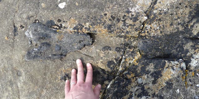 Bone in situ. (E. Panciroli)