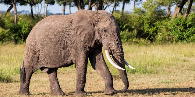 Elephant bull walking in the Masai Mara Game Reserve in Kenya.