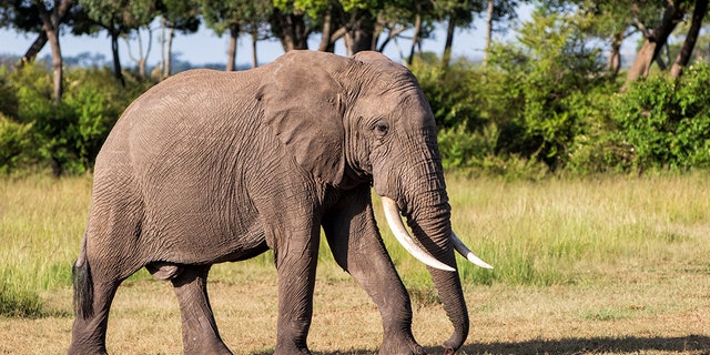 Elephant bull walking in the Masai Mara Game Reserve in Kenya.