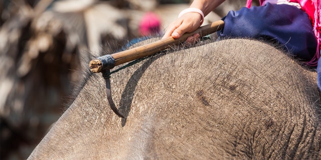 California zoo sued for allegedly using banned prods on elephants, endangering zookeepers California zoo sued for allegedly using banned prods on elephants, endangering zookeepers