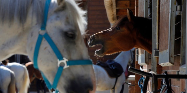 A horse neighs as he stands in a box at a equestrian club in Les Yvelines, French department west of Paris, Friday, Aug. 28, 2020. Police are stymied by dozens of attacks across the country this year.