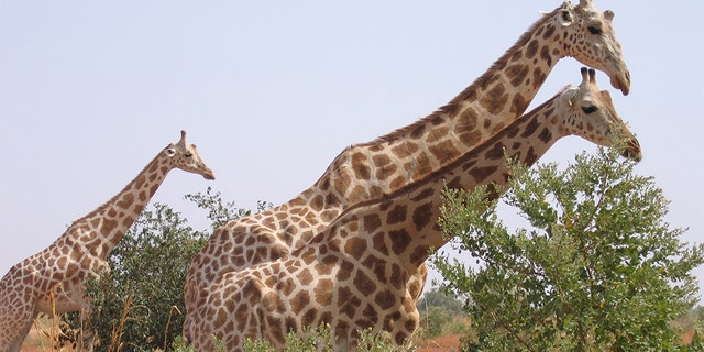 A picture taken on August 14, 2010 in Koure, next to Niamey shows Giraffes walking in the bush. Two giraffes among the last ones in Western Africa, surviving in the south-west of Niger were victim of poaching for the first time in 20 years according to Niger's environment and wildlife officials.