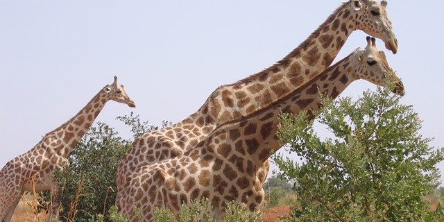 A picture taken on August 14, 2010 in Koure, next to Niamey shows Giraffes walking in the bush. Two giraffes among the last ones in Western Africa, surviving in the south-west of Niger were victim of poaching for the first time in 20 years according to Niger's environment and wildlife officials.