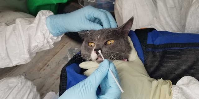 Samples of nasal swabs were collected from research participant Crocket in Blaine, Texas.
