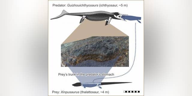 Stomach contents of a fossil ichthyosaur show that it ate another reptile almost as big as itself just before it died. (Credit: University of California, Davis)