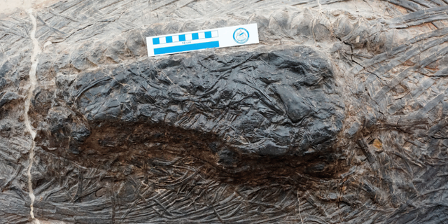 Closeup of the stomach area of a fossil ichthyosaur, Guizhouichthyosaurus, showing part of the body of another large marine reptile. The ichthyosaur had swallowed its prey shortly before it died and was fossilized. This is the oldest known direct evidence of megapredation, or a large animal eating another large animal. (Credit: Da-Yong Jiang, et al.)