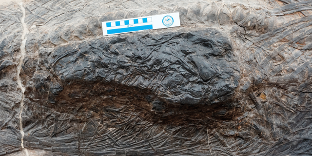 Closeup of the stomach area of a fossil ichthyosaur, Guizhouichthyosaurus, showing part of the body of another large marine reptile. The ichthyosaur had swallowed its prey shortly before it died and was fossilized. This is the oldest known direct evidence of megapredation, or a large animal eating another large animal. (Credit: Da-Yong Jiang, et al.)