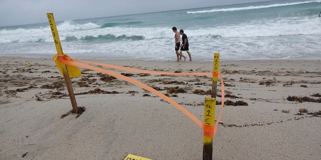 A turtle nest which was washed away in Delray Beach is seen, Sunday, Aug. 2, 2020, as Tropical Storm Isaias brushes past the East Coast of Florida.
