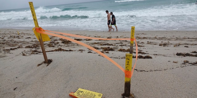 A turtle nest which was washed away in Delray Beach is seen, Sunday, Aug. 2, 2020, as Tropical Storm Isaias brushes past the East Coast of Florida.