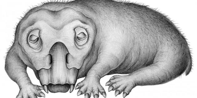 Life restoration of Lystrosaurus in a state of torpor. (Credit: Crystal Shin)