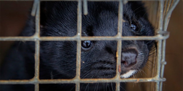 FILE - In this Dec. 6, 2012, file photo, minks look out of a cage at a fur farm in the village of Litusovo, northeast of Minsk, Belarus. Coronavirus outbreaks at mink farms in Spain and the Netherlands have scientists digging into how the animals got infected and if they can spread it to people. (AP Photo/Sergei Grits, File)