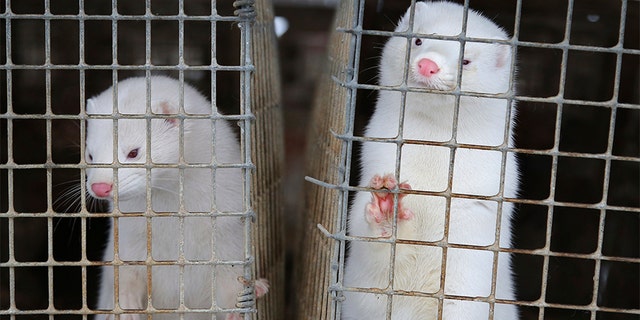 FILE - In this Dec. 6, 2012, file photo, minks look out of a cage at a fur farm in the village of Litusovo, northeast of Minsk, Belarus. Coronavirus outbreaks at mink farms in Spain and the Netherlands have scientists digging into how the animals got infected and if they can spread it to people. (AP Photo/Sergei Grits, File)