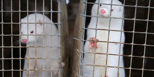 FILE - In this Dec. 6, 2012, file photo, minks look out of a cage at a fur farm in the village of Litusovo, northeast of Minsk, Belarus. Coronavirus outbreaks at mink farms in Spain and the Netherlands have scientists digging into how the animals got infected and if they can spread it to people. (AP Photo/Sergei Grits, File)