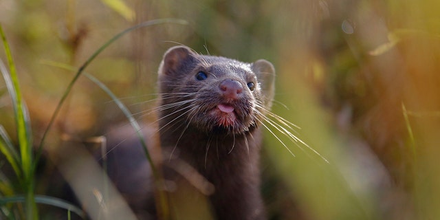 FILE - In this Sept. 4, 2015, file photo, a mink sniffs the air as he surveys the river beach in search of food, in meadow near the village of Khatenchitsy, northwest of Minsk, Belarus. Coronavirus outbreaks at mink farms in Spain and the Netherlands have scientists digging into how the animals got infected and if they can spread it to people. (AP Photo/Sergei Grits, File)