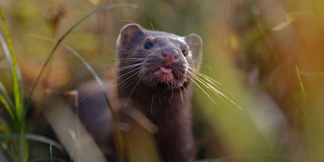 FILE - In this Sept. 4, 2015, file photo, a mink sniffs the air as he surveys the river beach in search of food, in meadow near the village of Khatenchitsy, northwest of Minsk, Belarus. Coronavirus outbreaks at mink farms in Spain and the Netherlands have scientists digging into how the animals got infected and if they can spread it to people. (AP Photo/Sergei Grits, File)