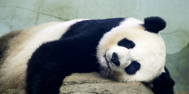 Mei Ziang sleeps in the zoo's panda habitat. (AP Photo/Jacquelyn Martin)