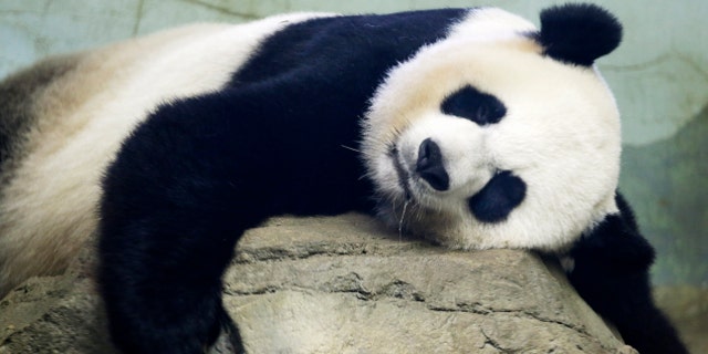 Mei Ziang sleeps in the zoo's panda habitat. (AP Photo/Jacquelyn Martin)