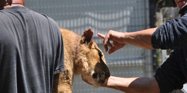 Nala, a 16-week-old lion cub, was taken for immediate veterinary care during the inspection due to severe symptoms of respiratory infection. (USDA)