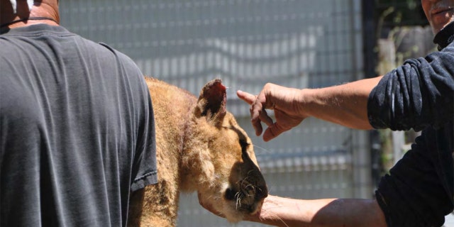 Metis Entrepreneurs - The juvenile cats seized Monday include Nala, a lion cub who was suffering from a respiratory infection during a June inspection of the zoo, according to authorities. (USDA)