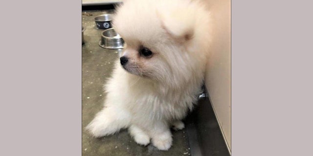 Pomeranian puppy, courtesy of U.S. Customs and Border Protection
