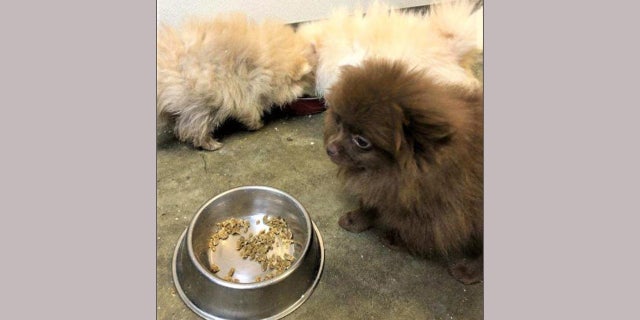 Pomeranian puppy, courtesy of U.S. Customs and Border Protection