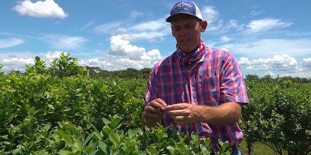Ryan Atwood (pictured) tending to his blueberry crops in Zellwood, Fla.
