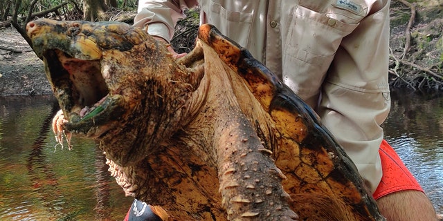 Prehistoric-looking 'dinosaur of the turtle world' alligator snapping ...