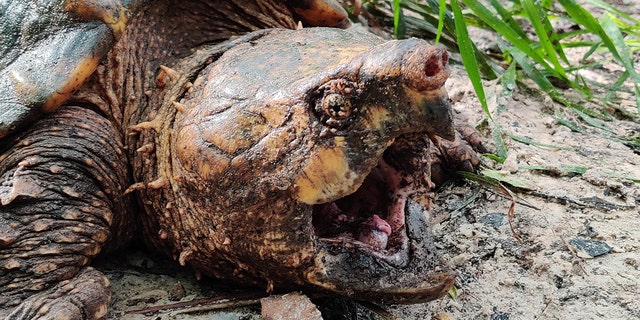 Prehistoric-looking 'dinosaur of the turtle world' alligator snapping ...